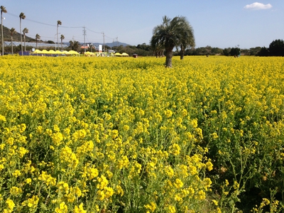 つまさきから春♪ つまさきから春♪