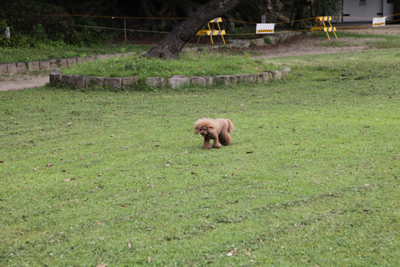朝の豊橋公園