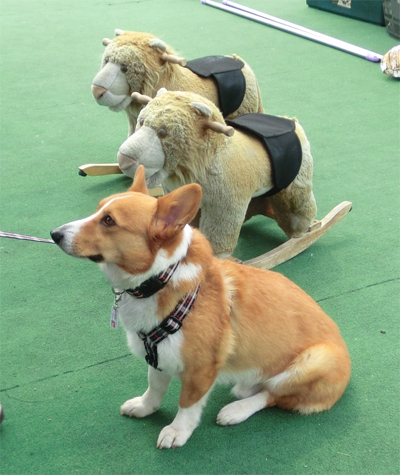うずうず祭りわんこ