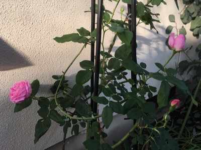 ダマスクローズ・ルイーズ・オ・ディエが咲き始めました。