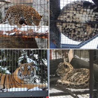 旭山動物園ほっこりしました