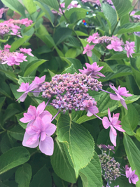 紫陽花の季節 2018/06/08 21:23:02