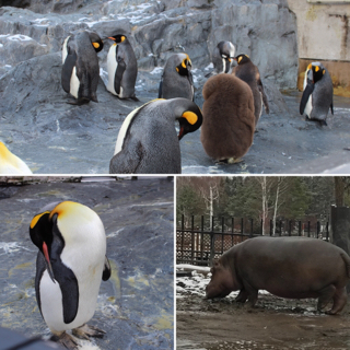 旭山動物園ほっこりしました