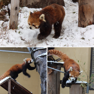 旭山動物園ほっこりしました
