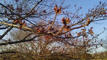 幸公園の桜はまだつぼみ 3月25日