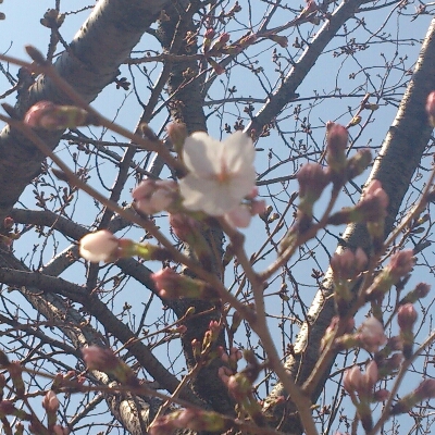 桜が咲いたよ