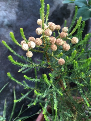 今週の花瓶 菖蒲とアナベル 今週の花瓶 菖蒲とアナベル