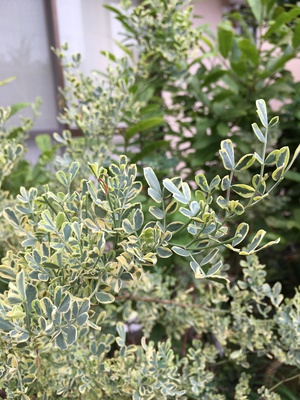 今週の花瓶 菖蒲とアナベル 今週の花瓶 菖蒲とアナベル