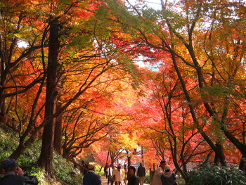 ☆紅葉スポットはどこじゃ??☆