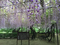 GWを近場で楽しむ 岡崎公園の藤棚