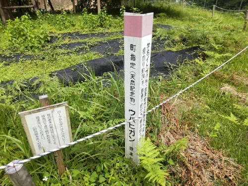 沢の下見というか・・・20240626(水)その2 沢の下見というか・・・20240626(水)その2