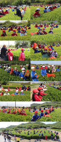 令和５年４月２２日若葉集会（茶摘み）