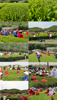令和６年４月２０日若葉集会（茶摘み）