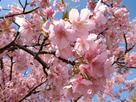 3月14日の菜の花・河津桜