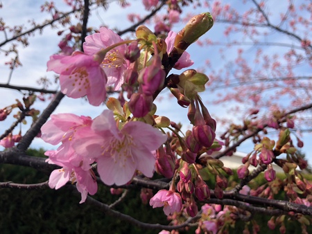 3月3日の菜の花・河津桜