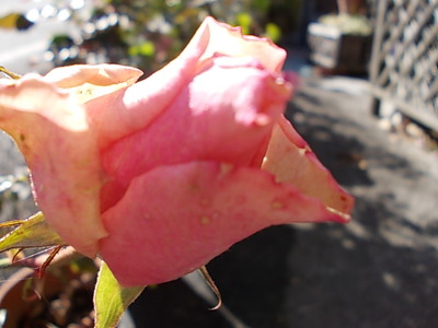 薔薇の珍種????