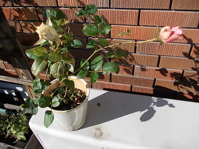 薔薇の珍種????
