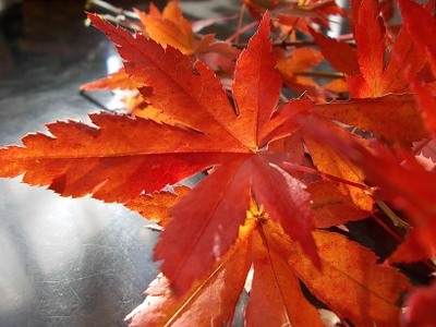 今朝の1枚!
