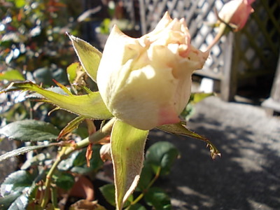 薔薇の珍種????