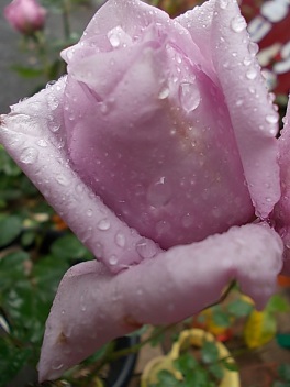 今日の薔薇♪