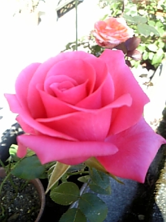 男の生け花♪