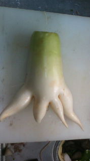 変形野菜パート2