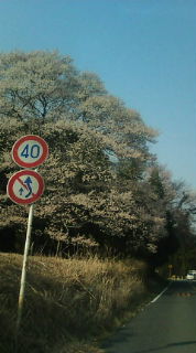桜見物♪♪