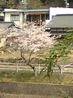 桜が満開☆川沿いに…