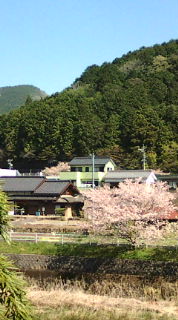 ウグイスの声…