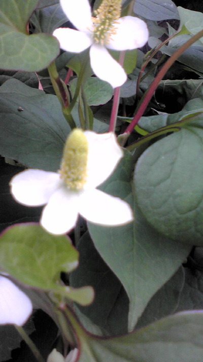 小さな花☆