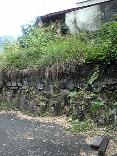 草刈り…鎌で…