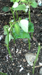 薔薇の挿し木苗