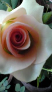 バラの3番花の蕾が膨らんで来ました