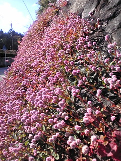 何の花?