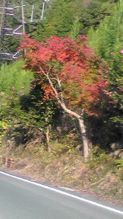 紅葉来てます!!