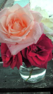 今日の薔薇♪