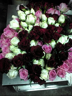 薔薇約200本☆