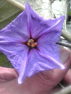 ナスの花♪