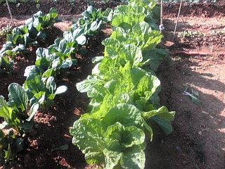 バリバリ野菜☆☆