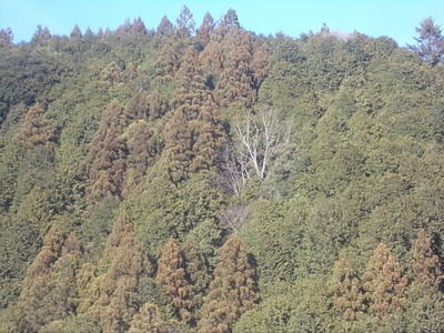 山から花粉注意報。
