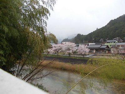 薔薇の蕾!桜前線と共に。