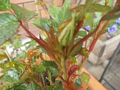 薔薇の蕾!桜前線と共に。