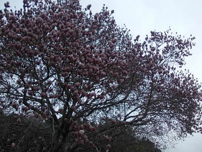 モクレンの花。。