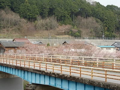 5分咲き。