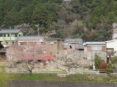 5分咲き。