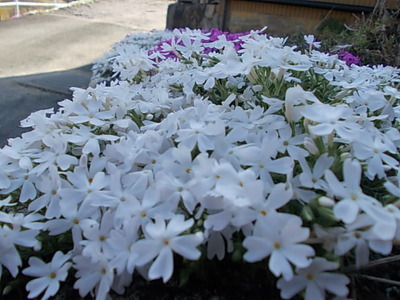 芝桜