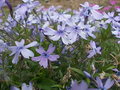 芝桜
