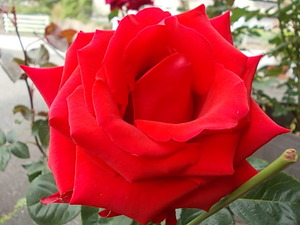 これぞ薔薇!
