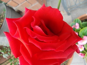 これぞ薔薇!