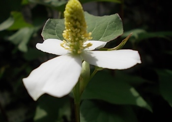 ドクダミの花と蕗。